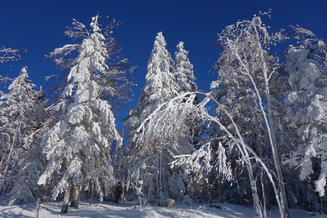 Auch im Winter verzaubert uns der Schwarzwald der winterliche Schwarzwald